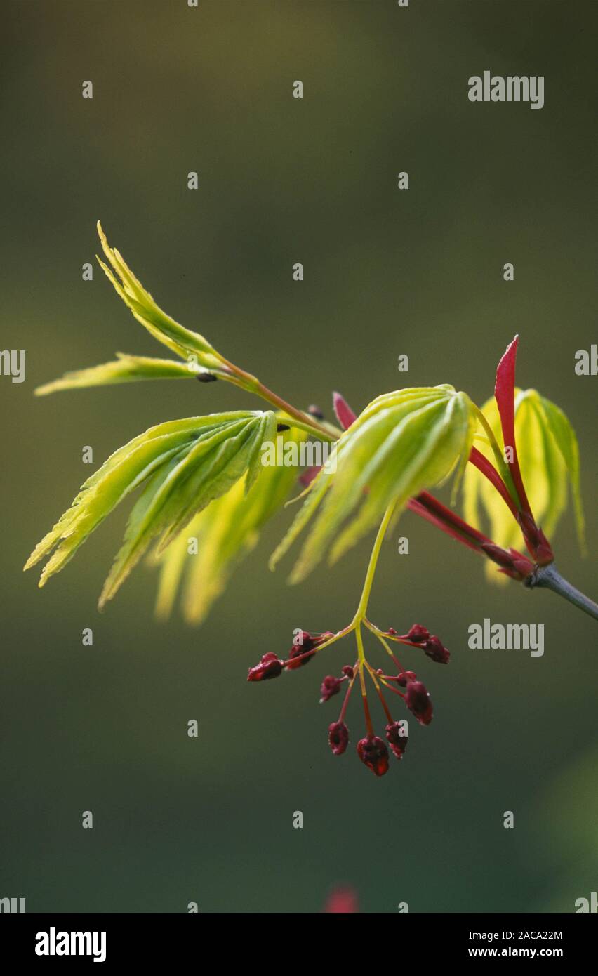 Maple, leaves and flowers, Acer palmatum, Faecherahorn, Blaetter und Blueten, Pflanzen, plants, Fächerahorn, Laubbaum, Laubbaeu Stock Photo