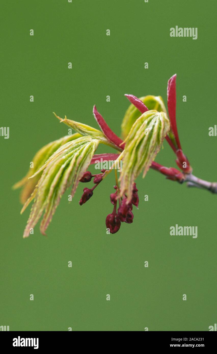Acer palmatum, Faecherahorn, Blaetter und Blueten,Pflanzen, plants, Fächerahorn, Laubbaum, Laubbaeume, deciduous trees, Ahornge Stock Photo