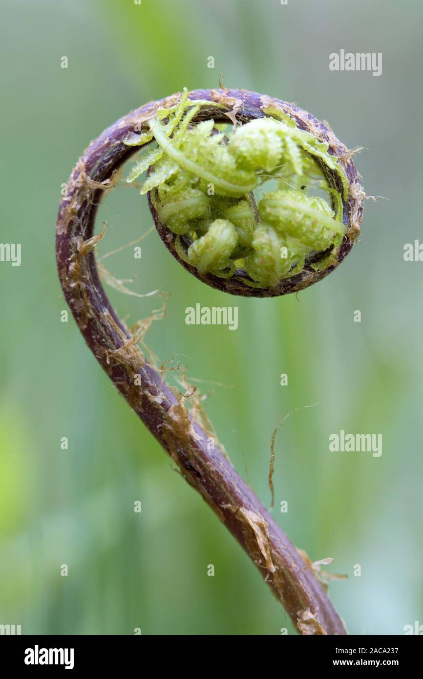 wald-frauenfarn-hi-res-stock-photography-and-images-alamy