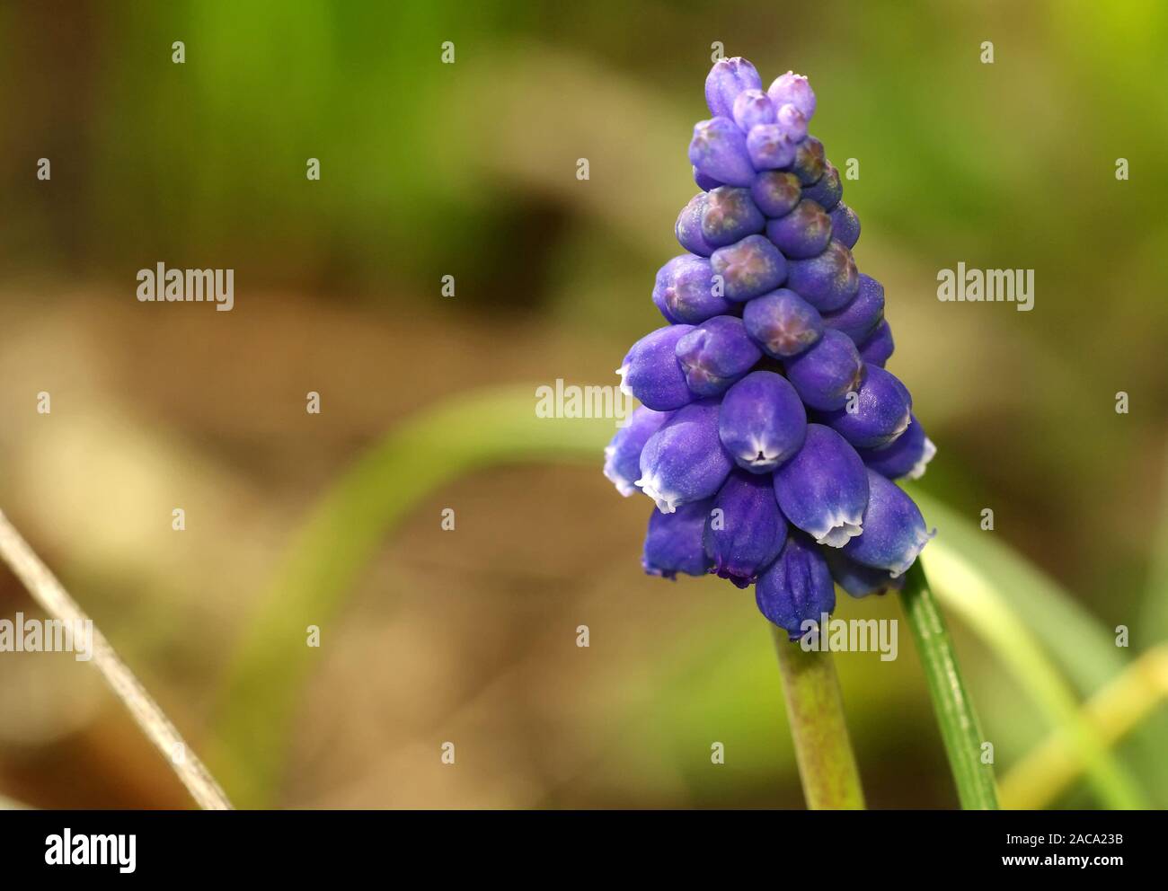 Grape hyacinth in the garden Stock Photo