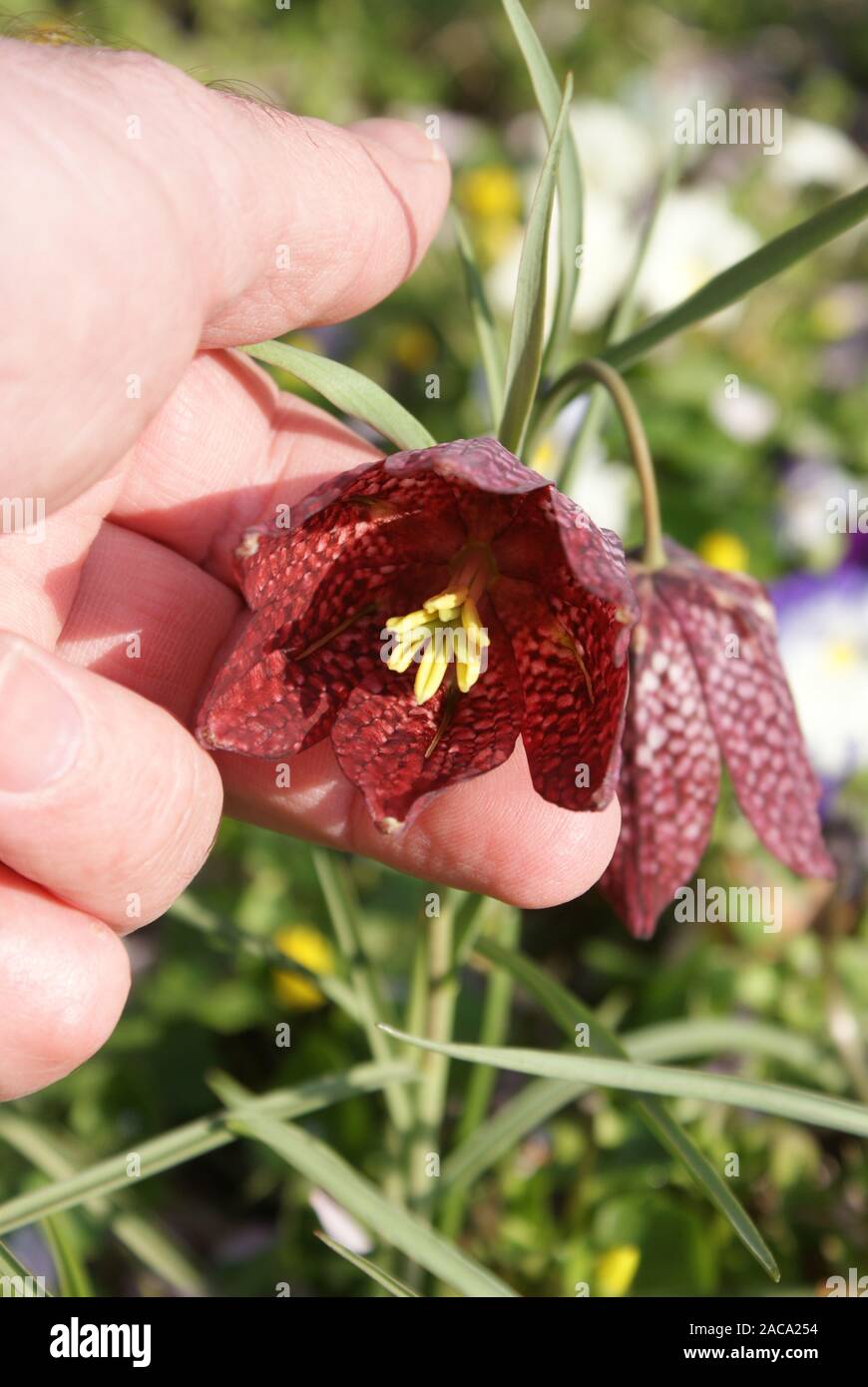 Fritillaria meleagris, chessboard flower Stock Photo