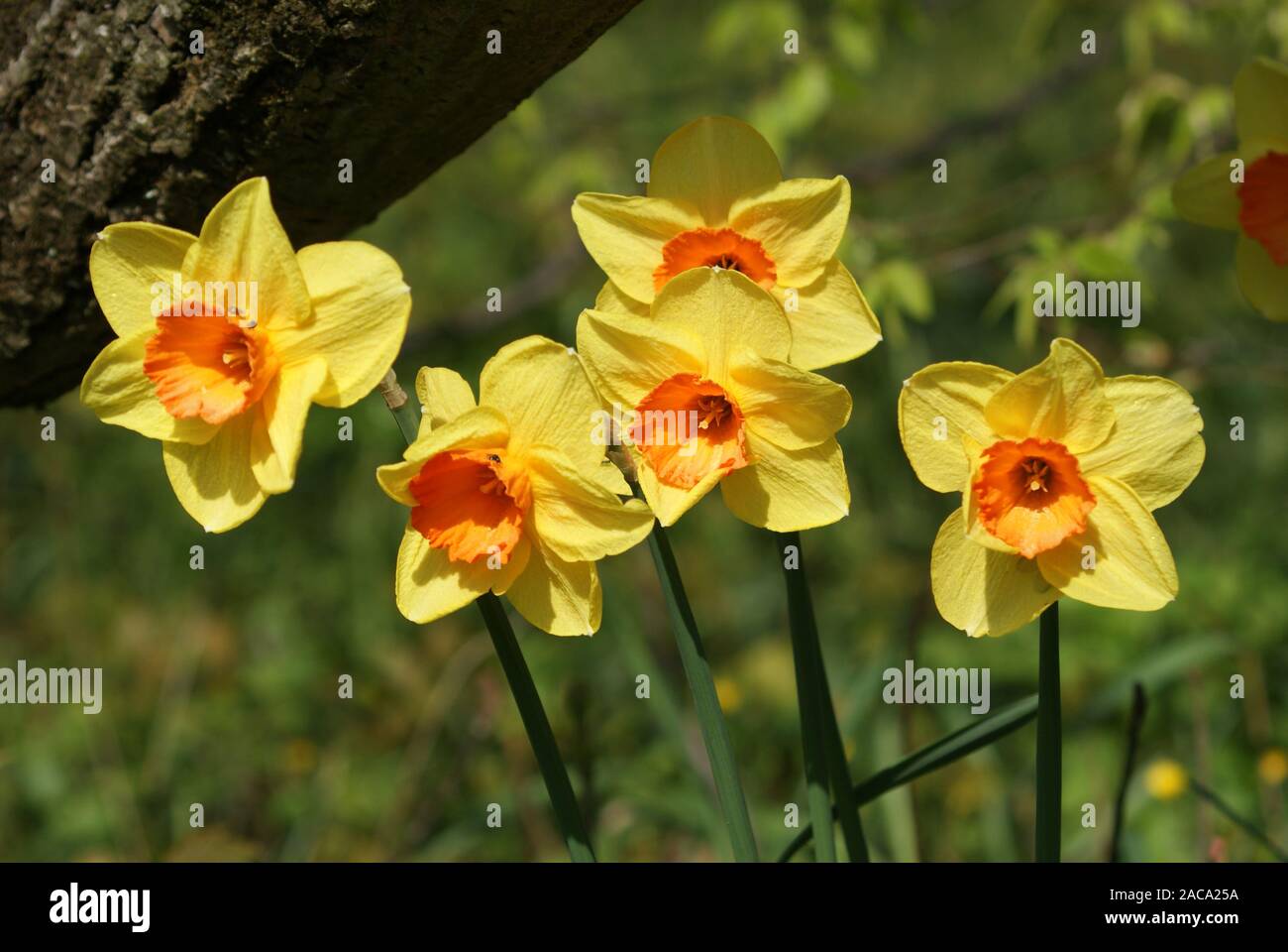 Narcissus, Narzissen, Daffodil Stock Photo