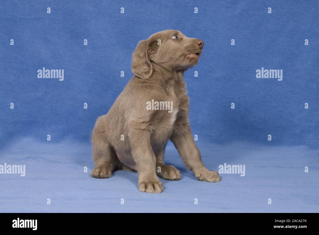 Weimaraner Longhaired Puppy Stock Photo 334594167 Alamy