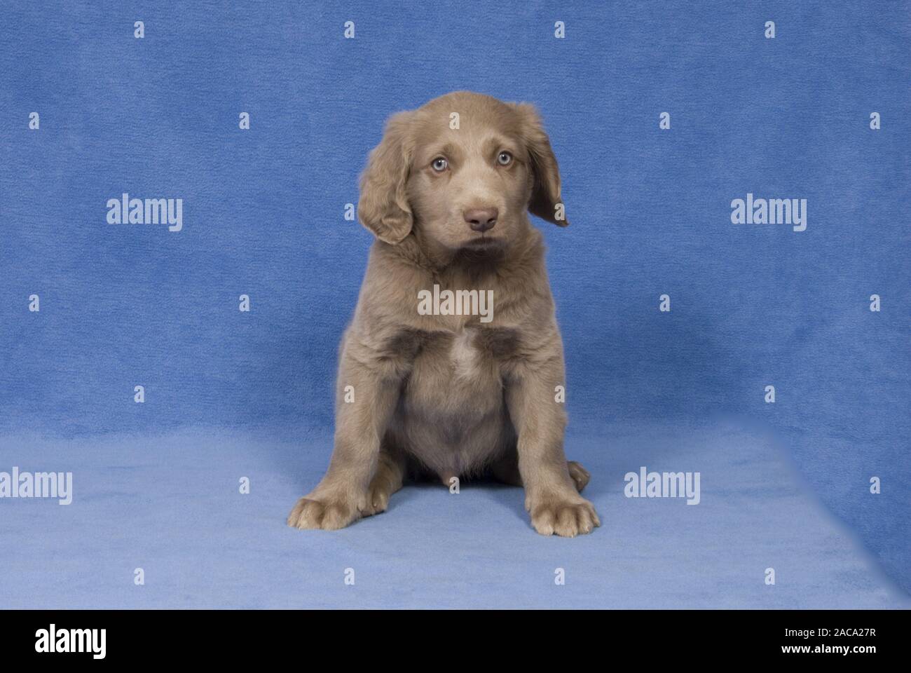Weimaraner Longhaired Puppy Stock Photo 334594171 Alamy