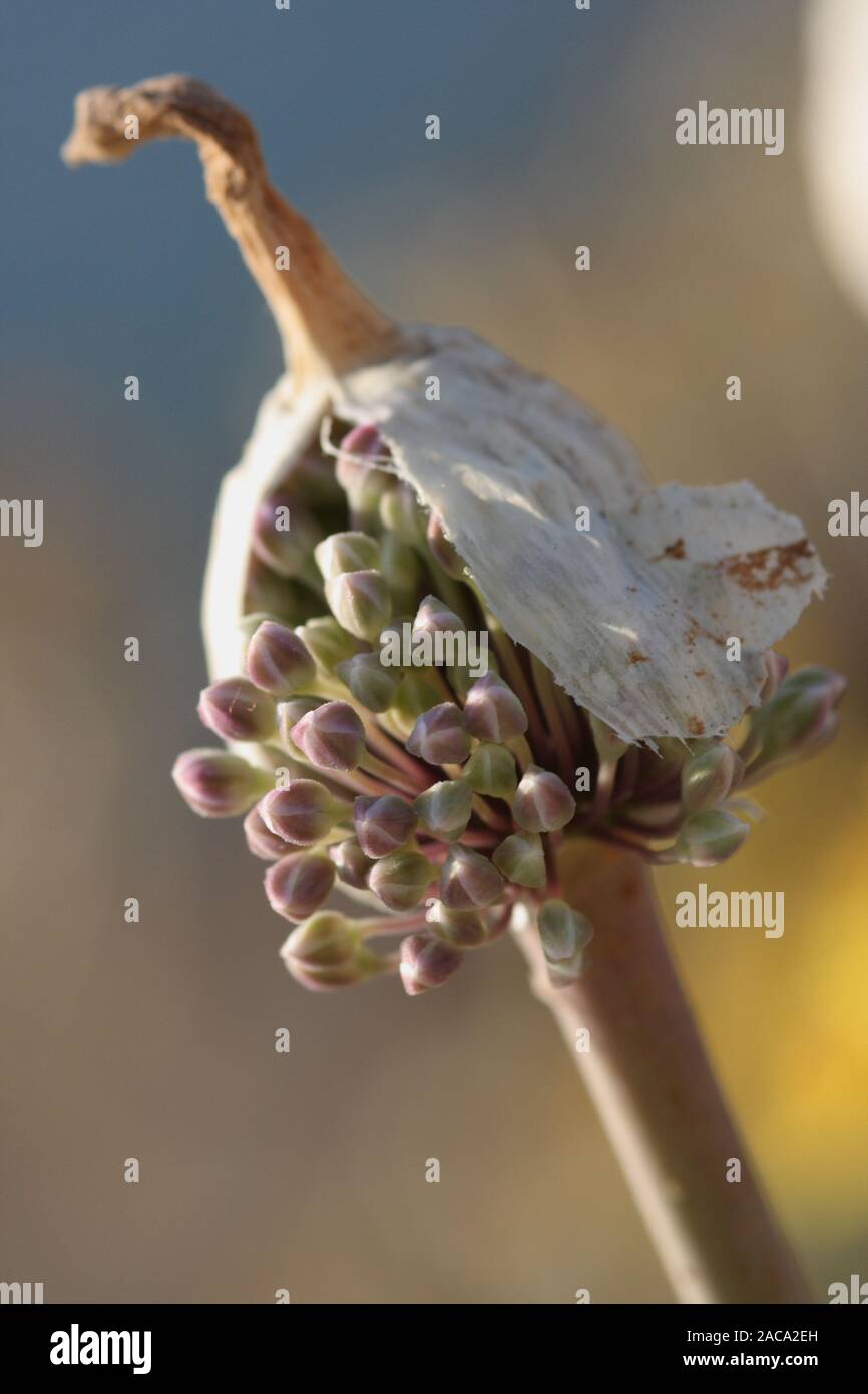 garlic blossom Stock Photo