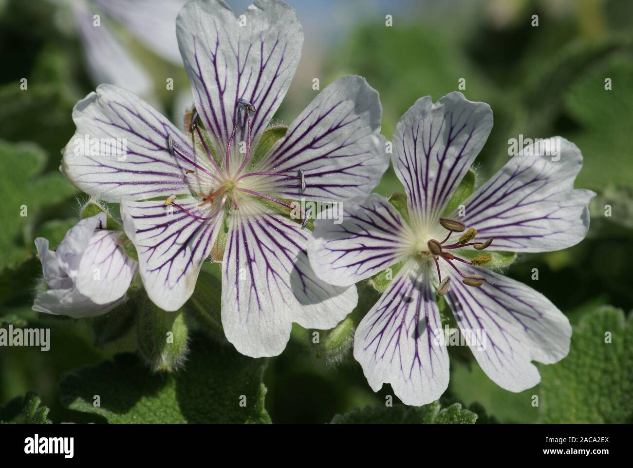 Geranium renardii, Storksbill Stock Photo