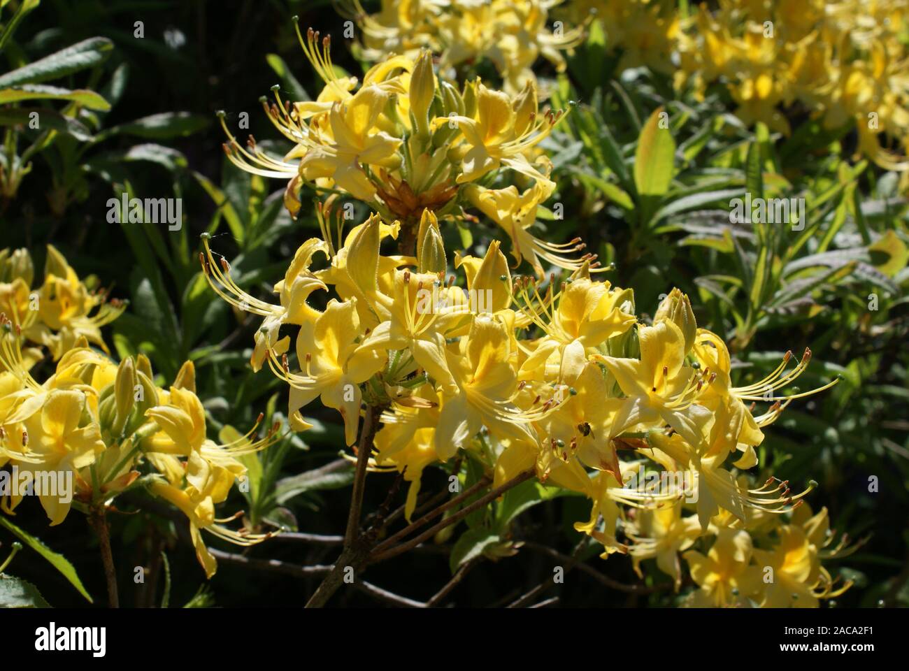 Rhododendron luteum, Yellow Azalea Stock Photo