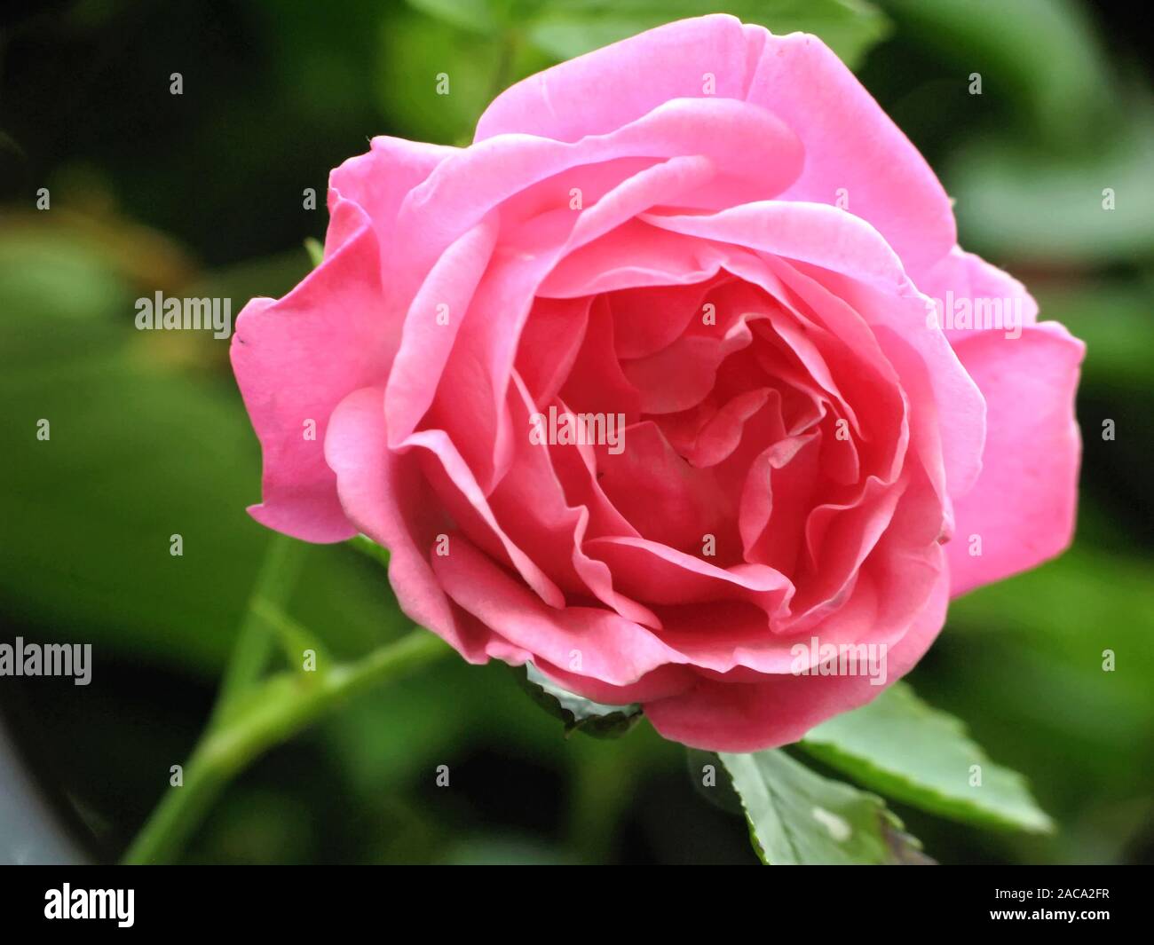 Rose rambler tree hi-res stock photography and images - Alamy