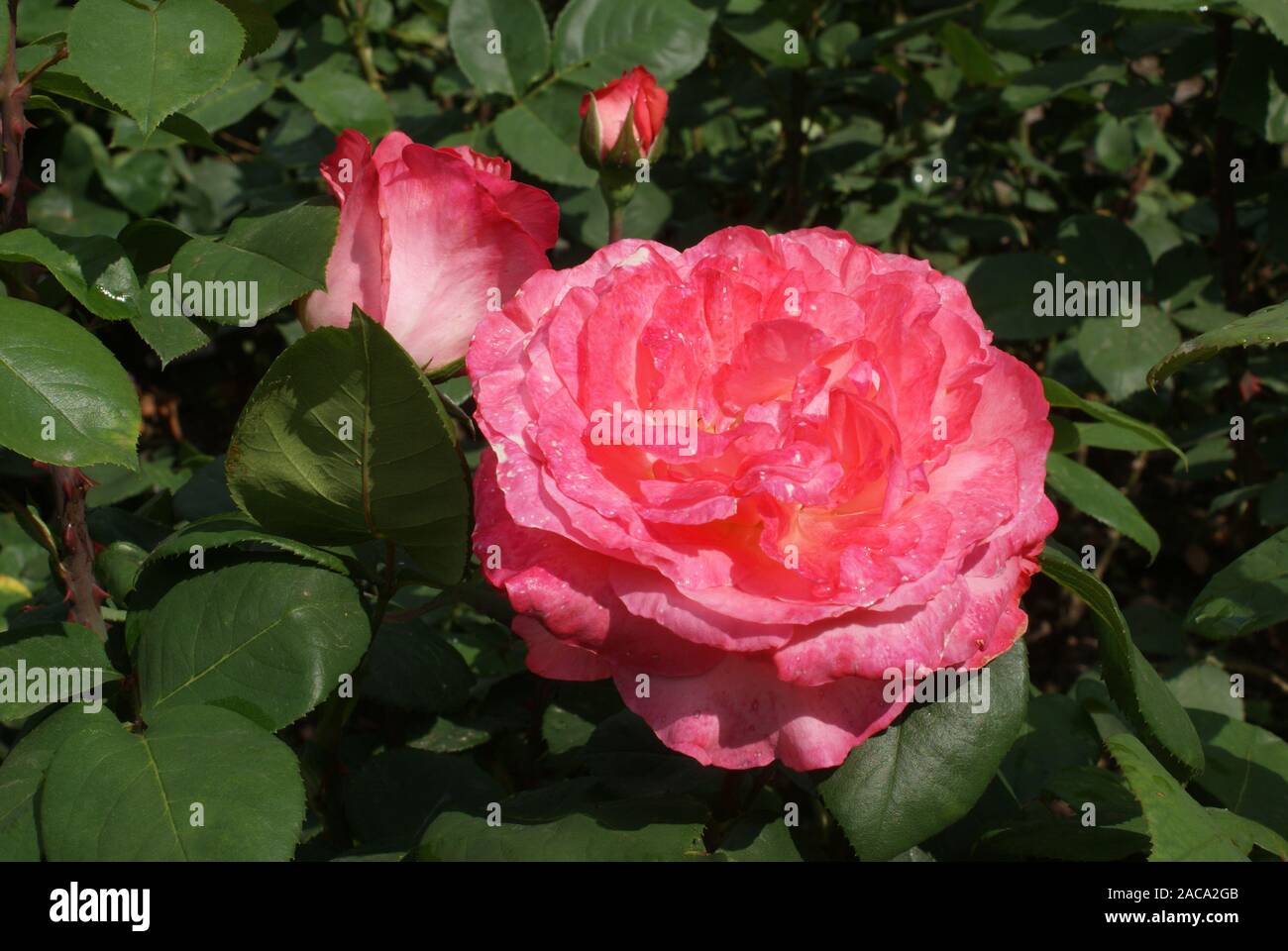 Pink, Rose, Aachner Cathedral Stock Photo