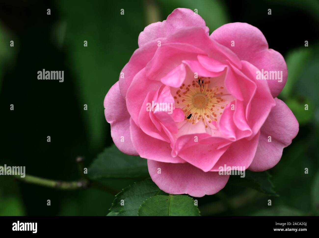 Kletterrose - Pink Stock Photo