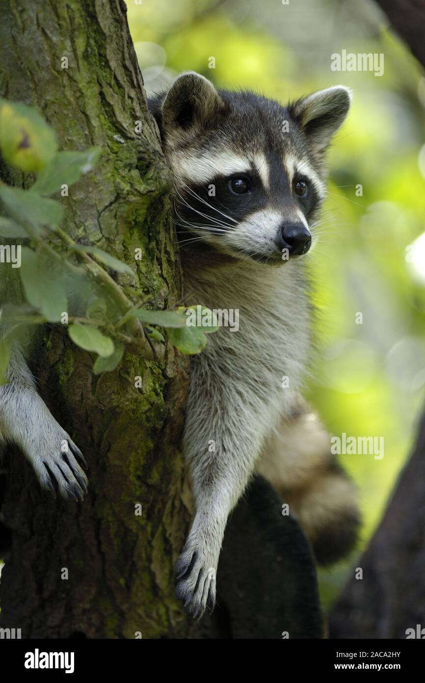Raccoon in Germany Stock Photo
