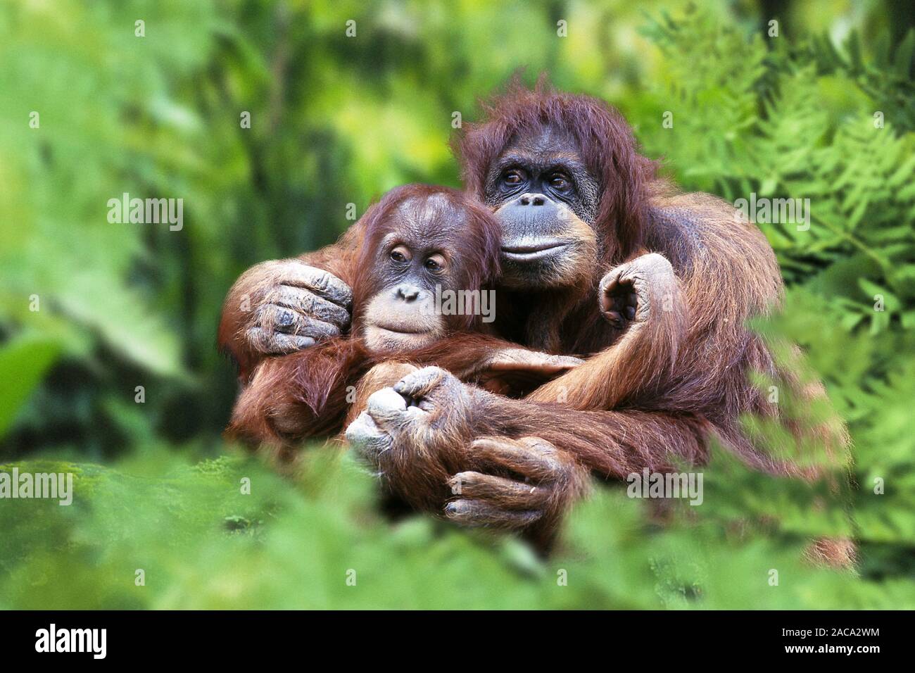 sumatra-orang-utan, opngo abelii, sumatran orangutan , sumatra
