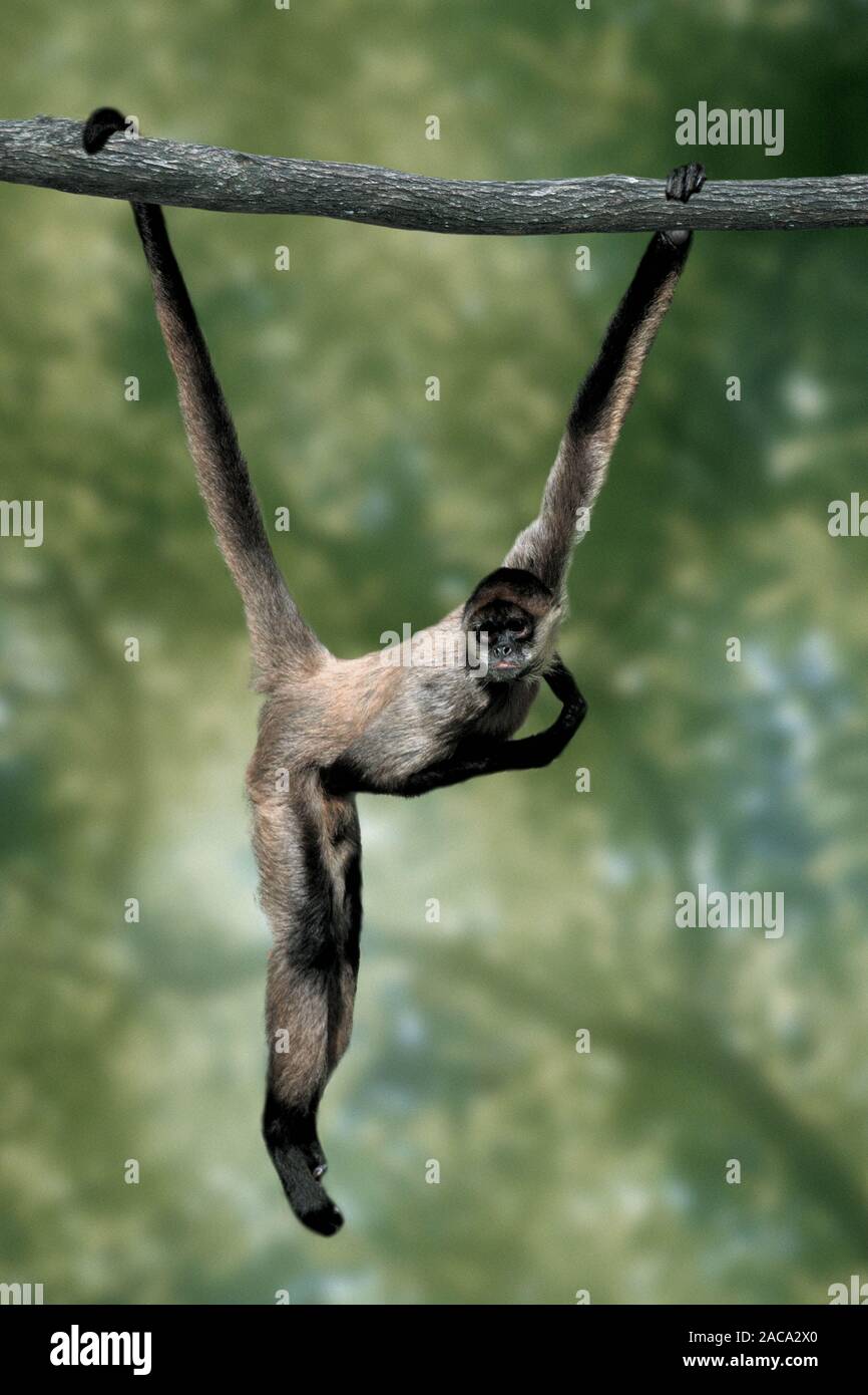 geoffroy-kalmmeraffe, teles geoffroyi, geoffroy's spider monkey, black-handed spider monkey Stock Photo