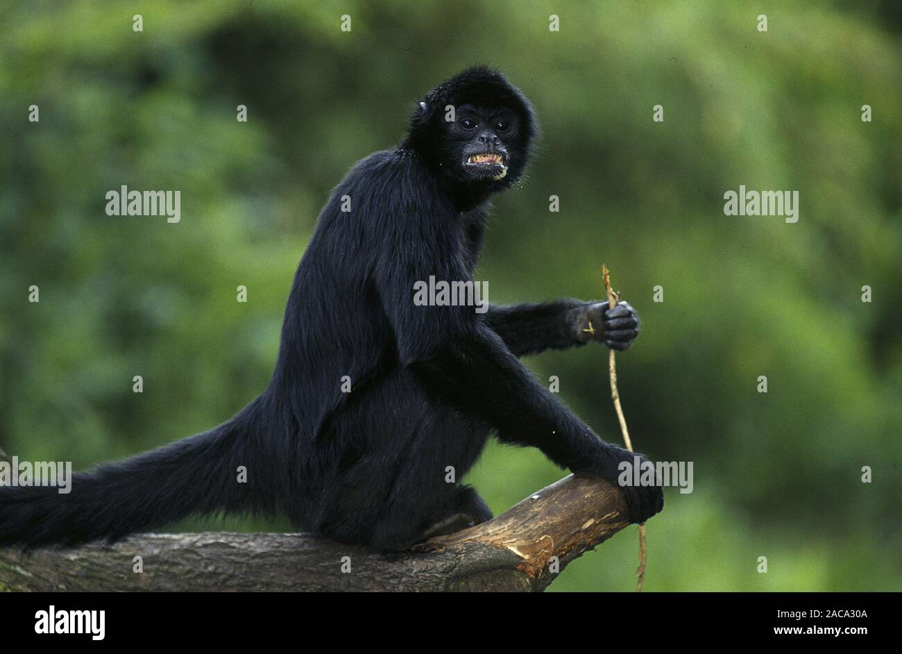 Black spider monkey hi-res stock photography and images - Alamy