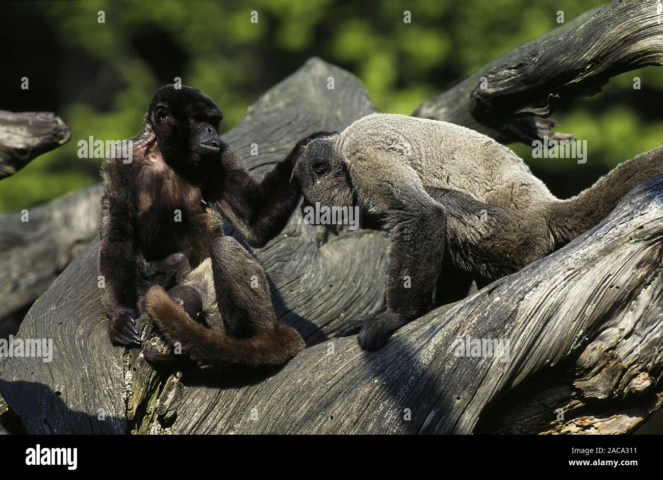 brauner wollaffe, lagothrix lagotricha, brown woolly monkey, common woolly monkey suedamerika, south america Stock Photo