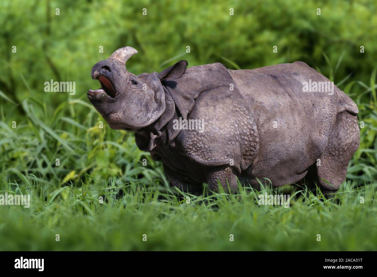 Panzernashorn, flehmend, Rhinocerus unicornis, Great Indian Rhinoceros, Great One-horned Rhinoceros Stock Photo