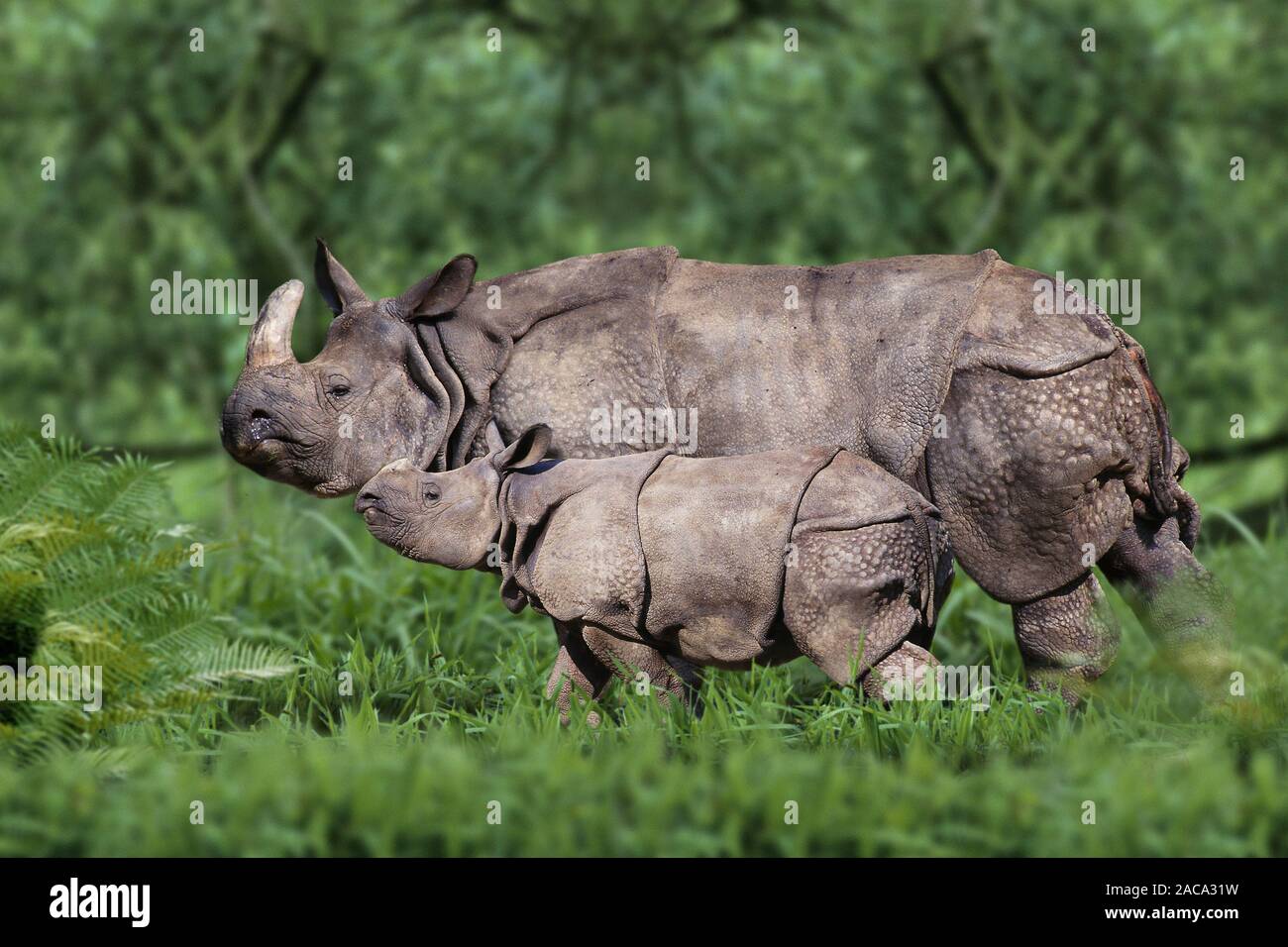 Great Indian Rhinoceros, Great One-horned Rhinoceros, female with young Stock Photo