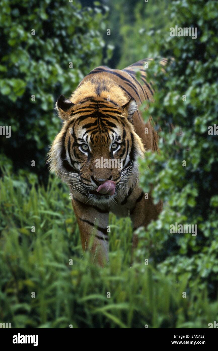 Sumatratiger, Sumatra-Tiger, leckt sich das Maul, Panthera tigris sumatrae, Sumatran Tiger Stock Photo