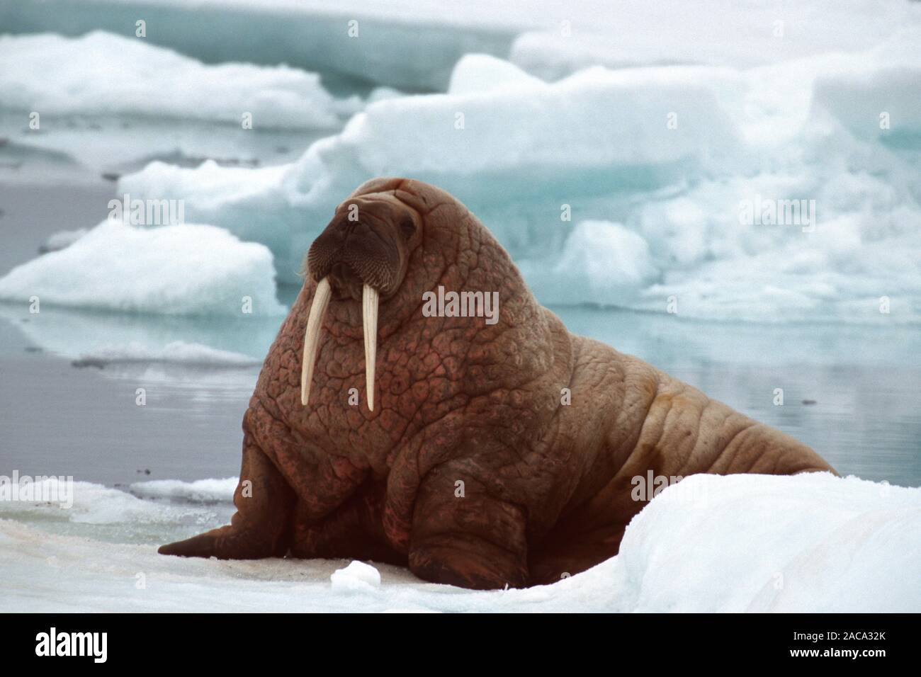 Atlantic walrus, walross, Odobenus rosmarus, Spitzbergen, Svalbard Stock Photo