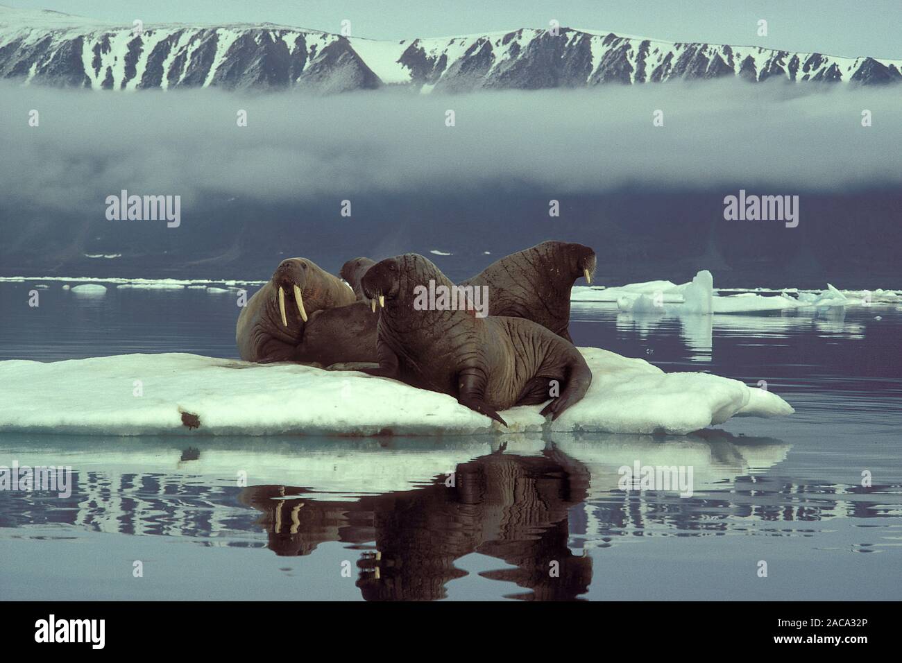 Walross, Odobenus rosmarus, Atlantic walrus, Ellemere Island, Kanada, Canada Stock Photo