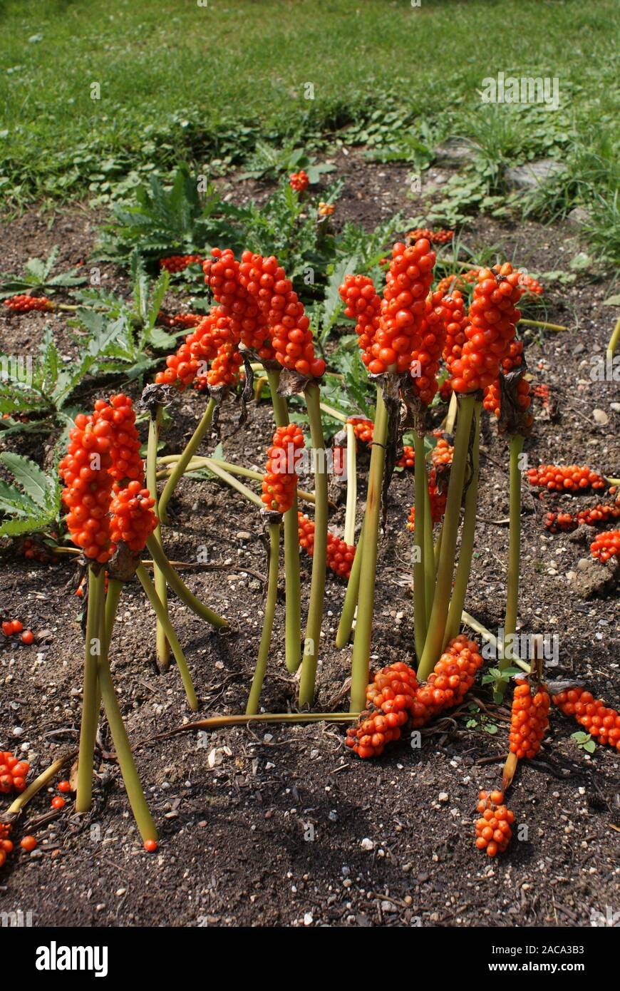 Arum maculatum, Aronstab Stock Photo