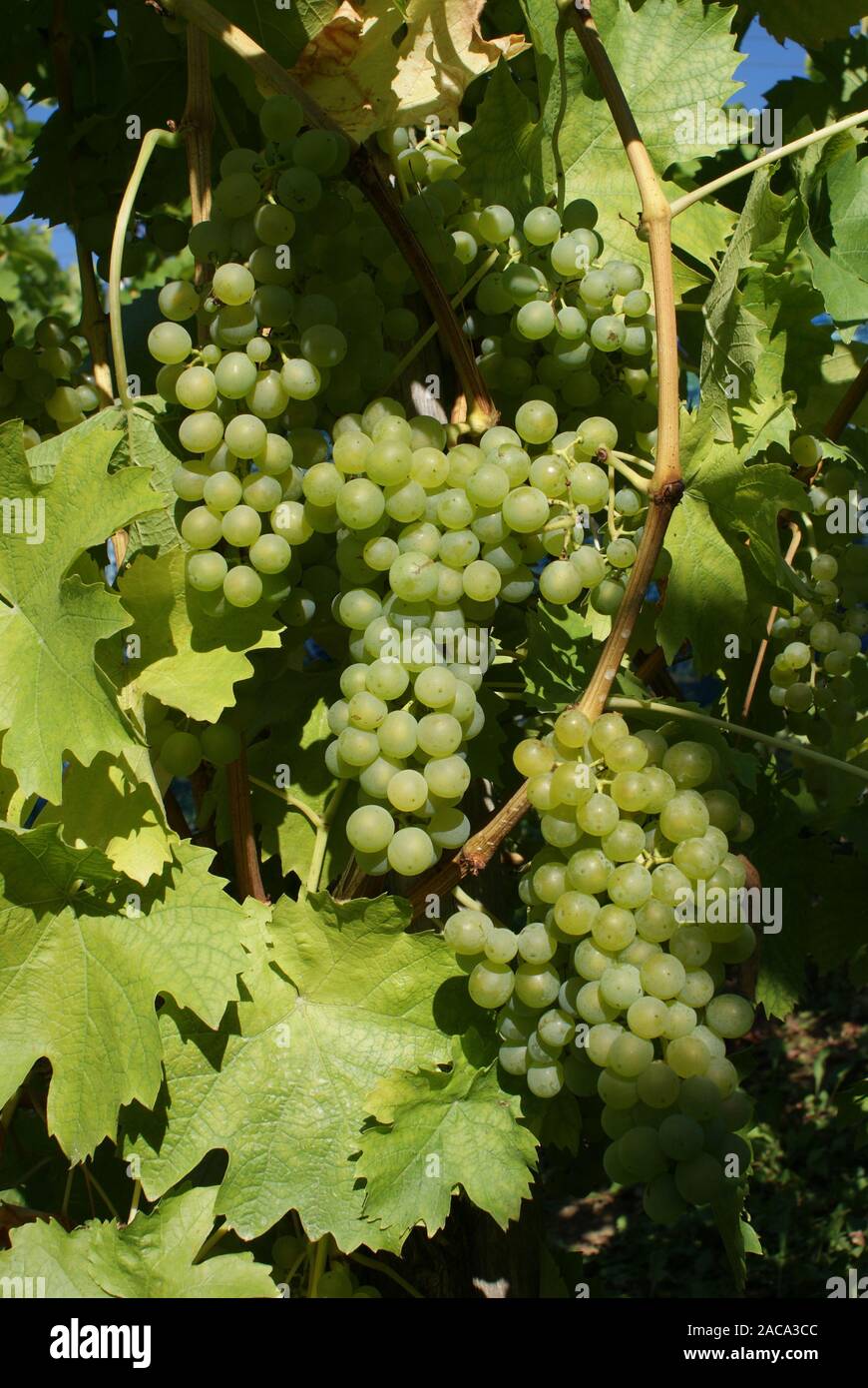Vitis vinifera, Müller Thurgau Stock Photo