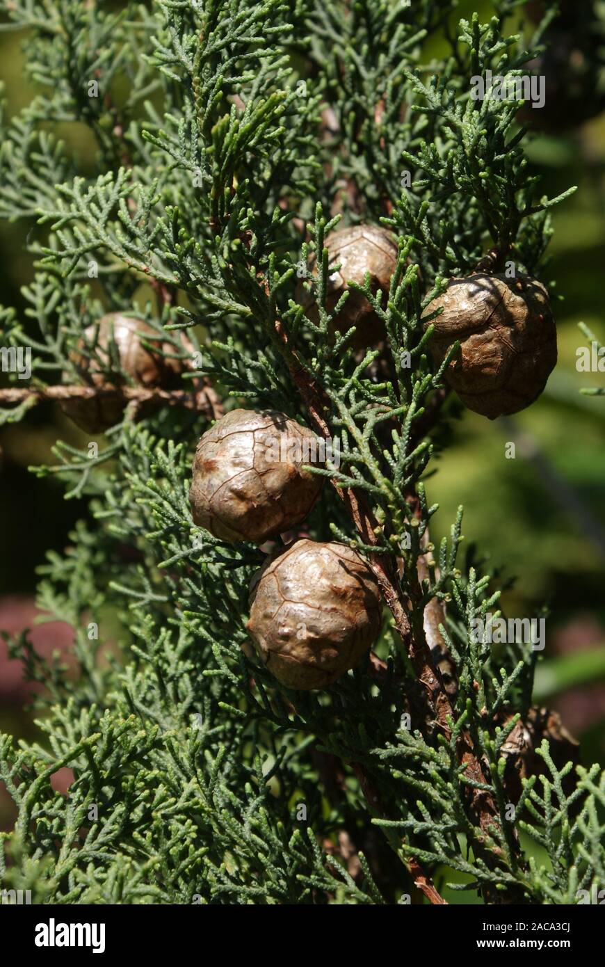 Cupressus sempervirens, Cypress, Zypresse Stock Photo