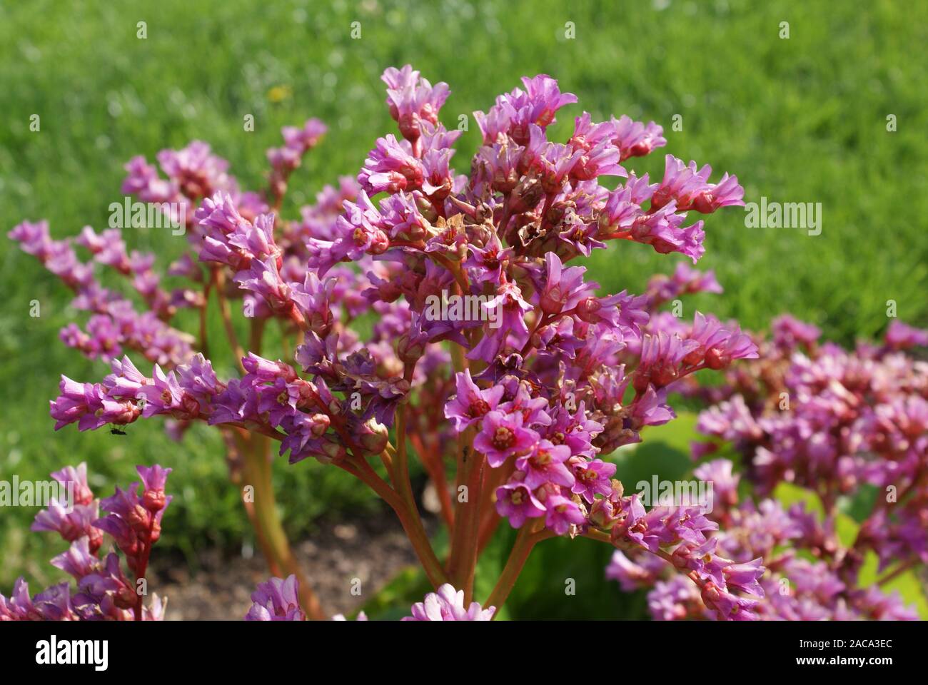 Bergenia cordifolia, Bergenie Stock Photo