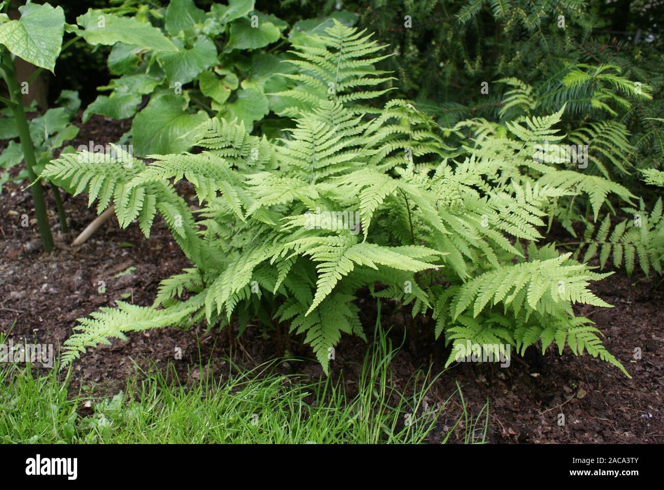 Dryopteris monticola, Farn, Fern Stock Photo - Alamy