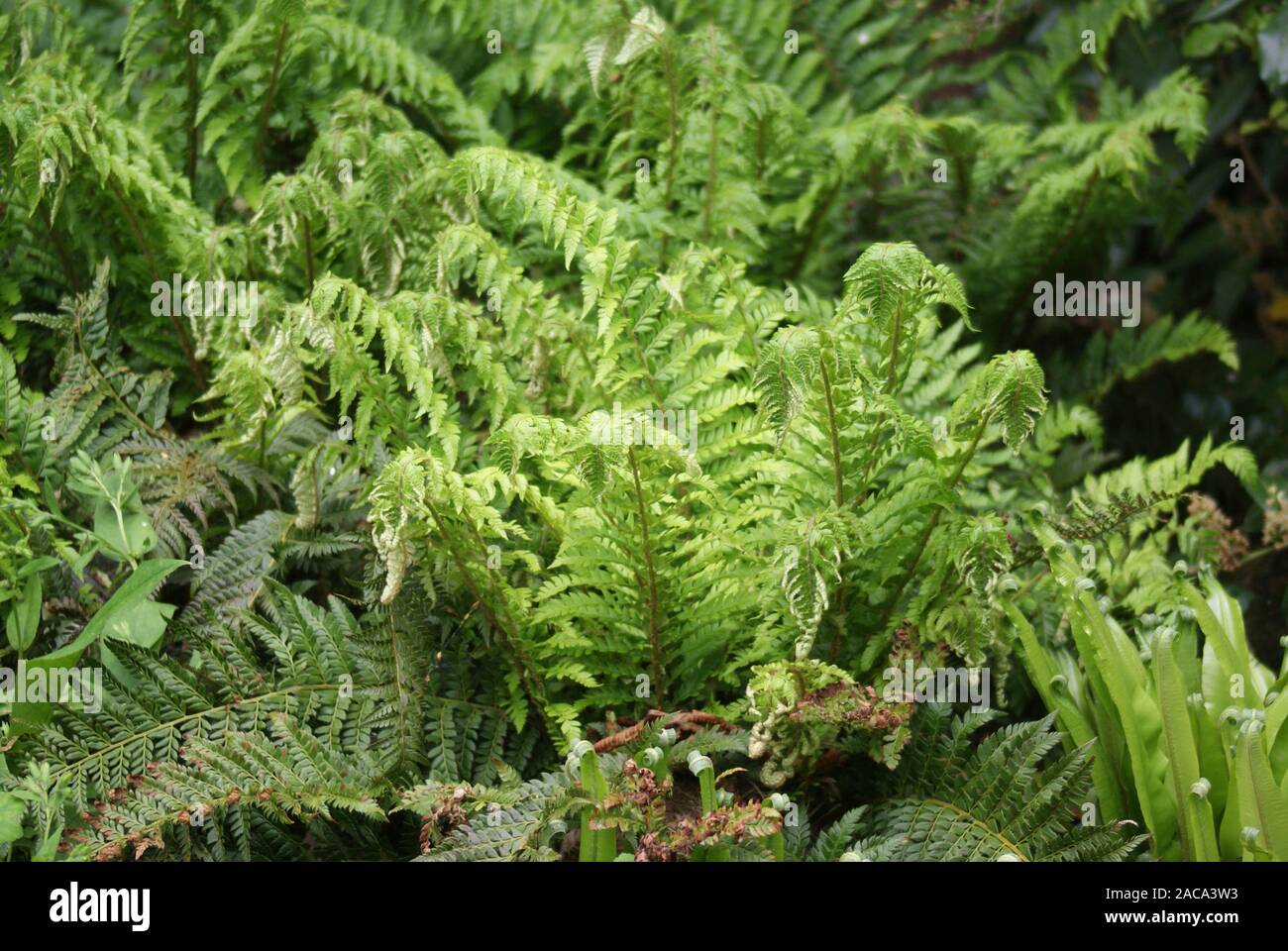 Polystichum aculeatum, fern, Fern Stock Photo