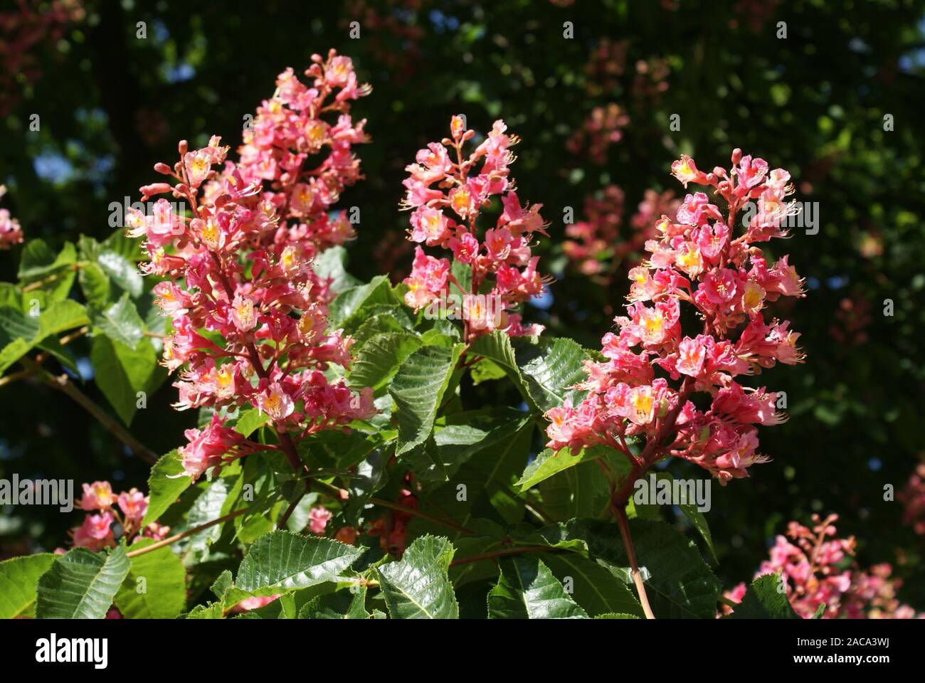 Aesculus x hi-res stock photography and images - Alamy