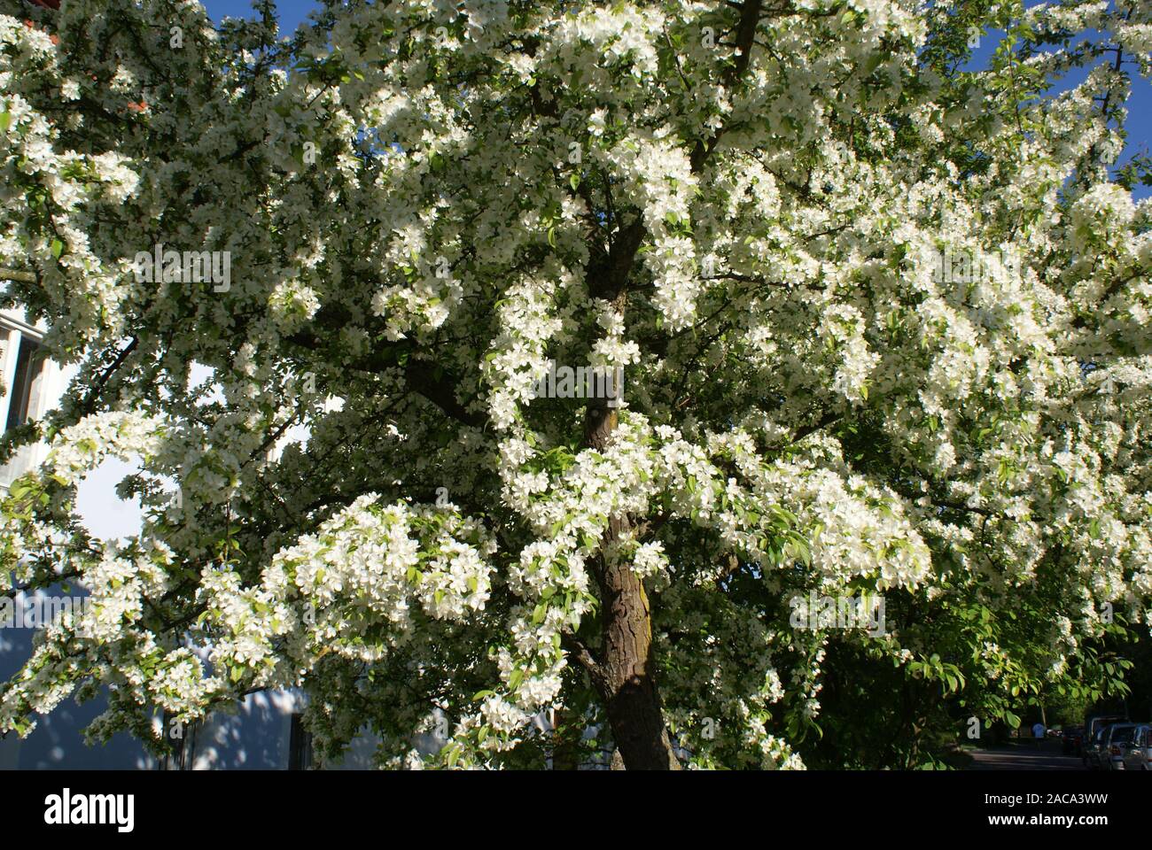 Malus sieboldii, ornamented apple, crabapple Stock Photo