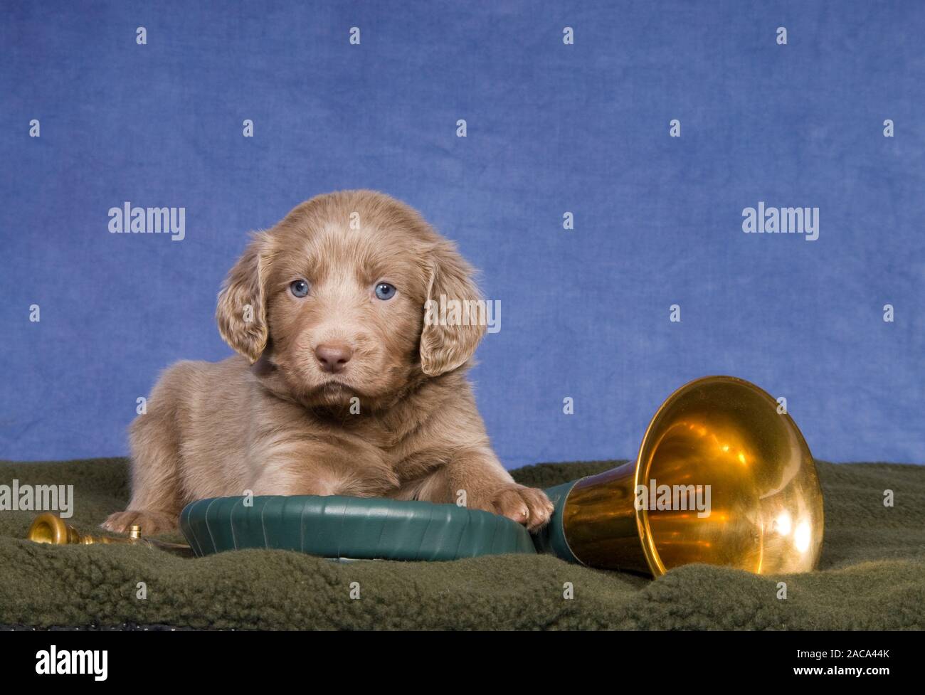 Weimaraner Longhaired Puppy Stock Photo 334595651 Alamy