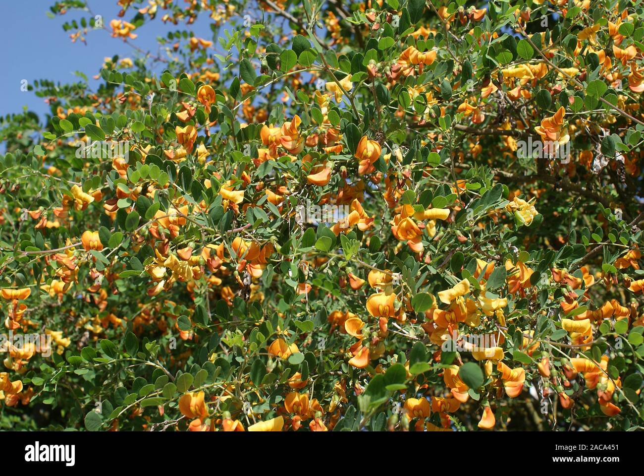 Caragana arborescens, Erbsenstrauch, peashrub Stock Photo