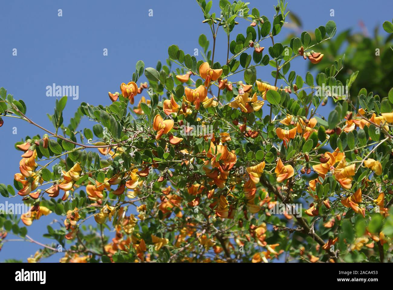 Caragana arborescens, Erbsenstrauch, peashrub Stock Photo