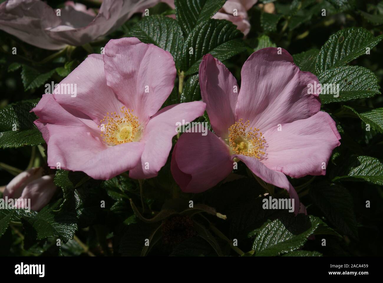 Rosa rugosa, potato rose Stock Photo - Alamy