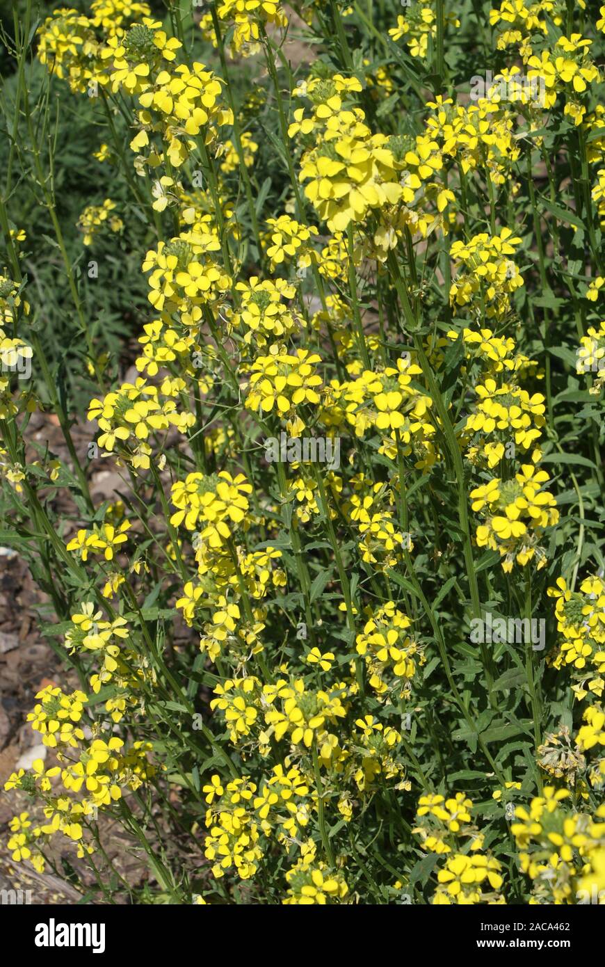Erysimum odoratum, Scented Plantain Stock Photo