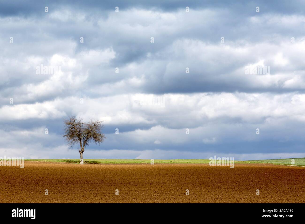 Tree in front of a cloudy sky Stock Photo - Alamy