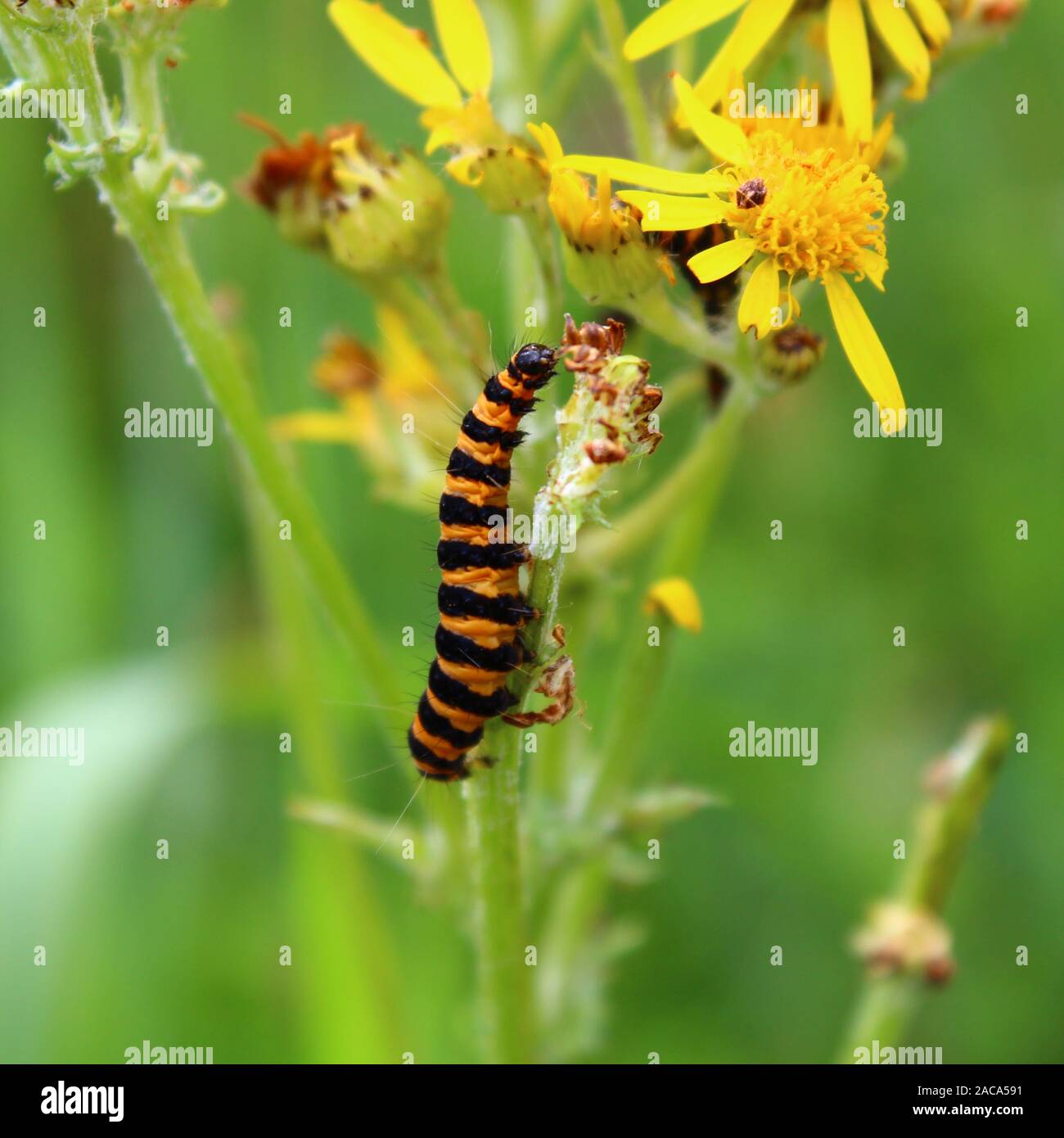 Green Caterpillar Sunflower High Resolution Stock Photography and