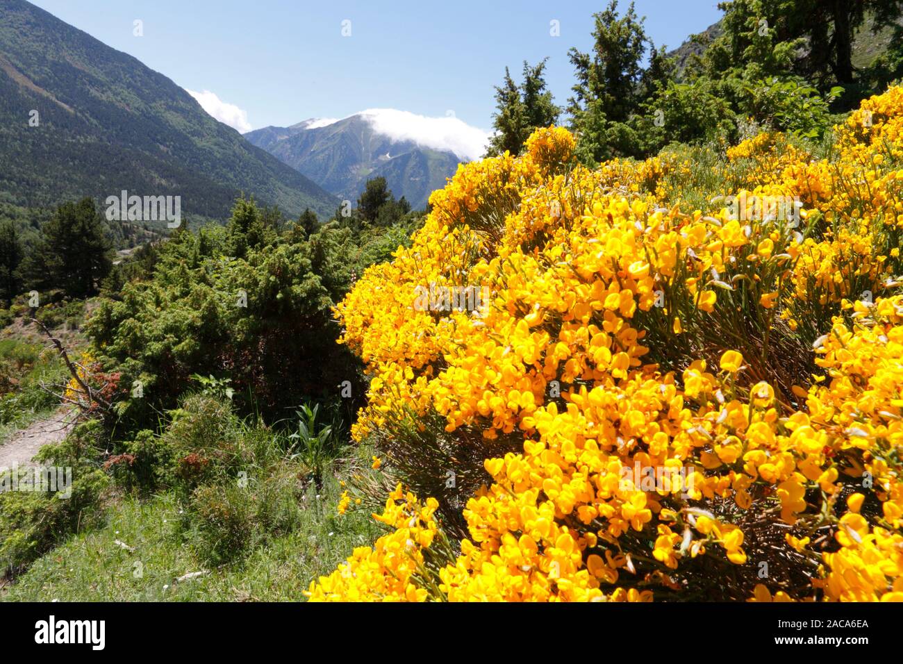 Pyrenean Broom (Cytisus purgans) flowering near  Porté-Puymorens, Pyrénées-Orientales, France. Stock Photo