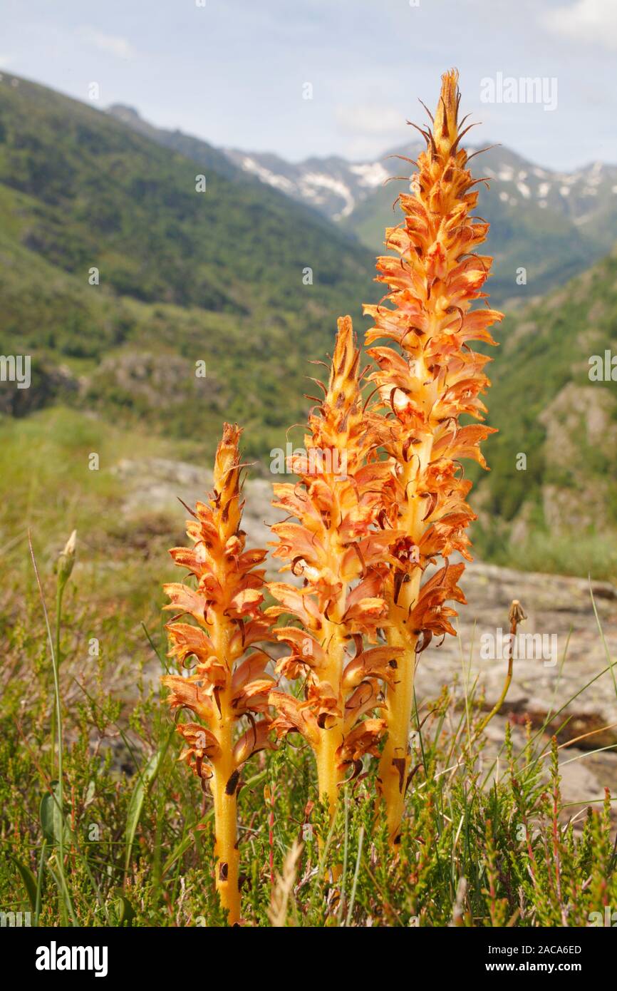 Greater Broomrape (Orobanche rapum-genistae) plants flowering in the Ariege Pyrenees, France. Parasitic plant on a species of Cytisus. Stock Photo