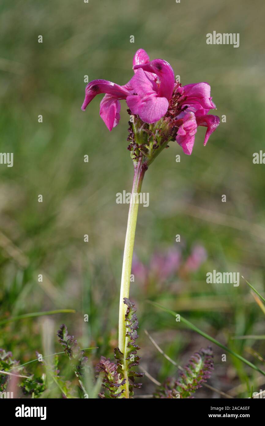 Pyrenean Lousewort (Pedicularis pyrenaica) flowering at 2400m near the Col de Puymorens, Pyrénées-Orientales, France. Stock Photo