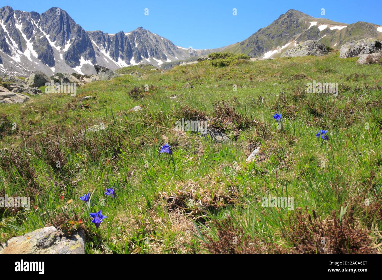 Southern Gentians (Gentiana alpina) flowering at 2400m near the Col de Puymorens, Pyrénées-Orientales, France. Stock Photo
