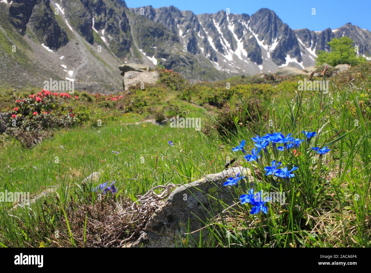 Flowers of Spring Gentian (Gentiana verna) at 2400m near the Col de Puymorens, Pyrénées-Orientales, France. Stock Photo