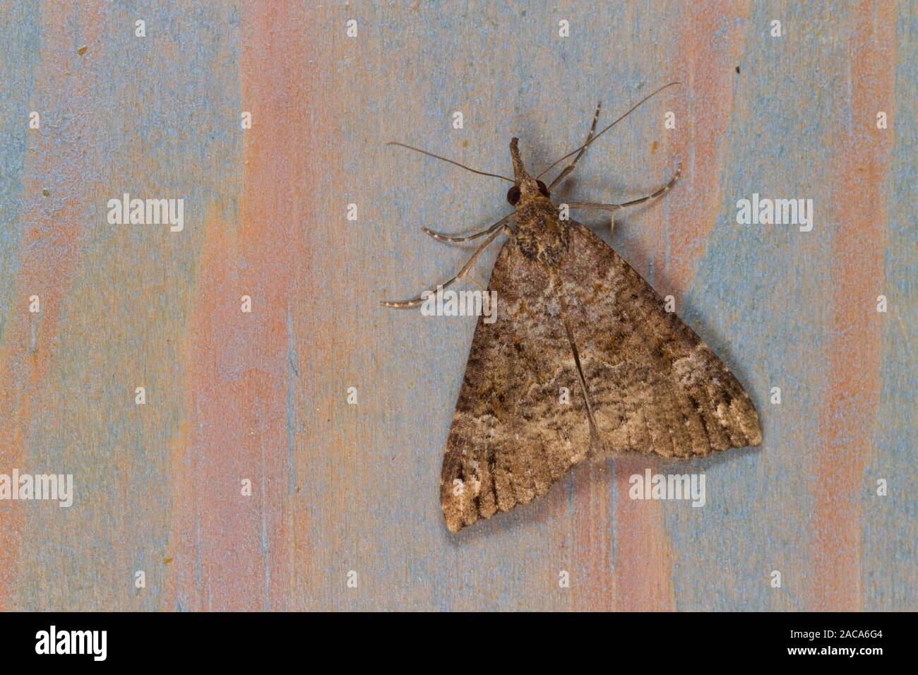 Bloxworth Snout (Hypena obsitalis) adult moth resting on painted wood after hibernating in a house.  East Sussex, England. March Stock Photo