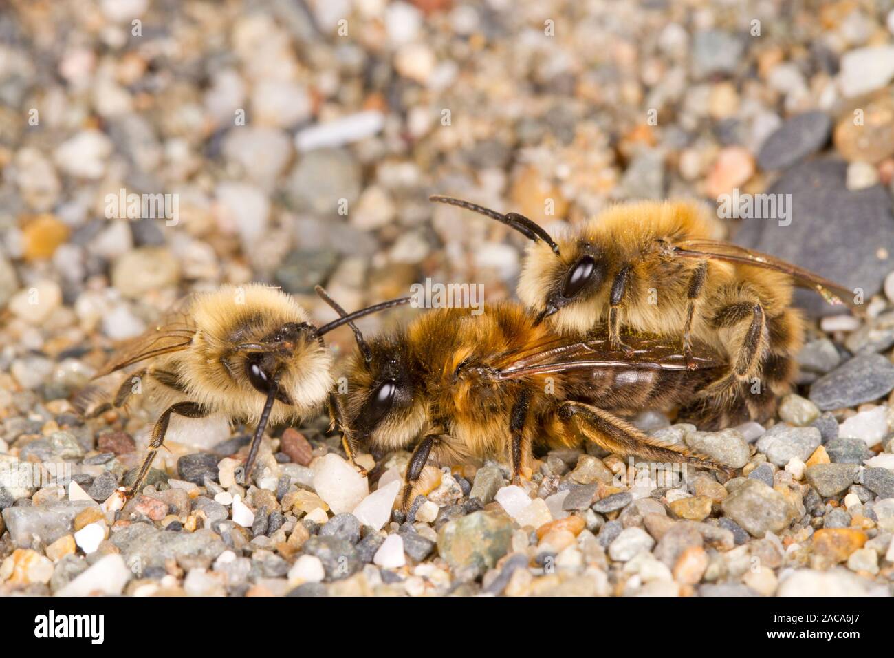 Vernal Colletes (Colletes cunicularis) adult bees mating. Aber Dysynni, Gwynedd, Wales. March. Stock Photo