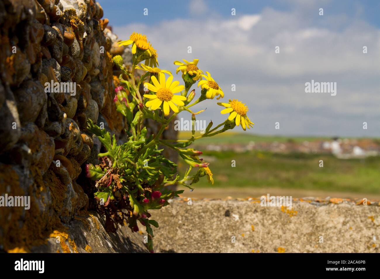 Oxford ragwort (Senecio squalidus) flowering. Growing out of an old wall. Newhaven, East Sussex, England. April. Stock Photo