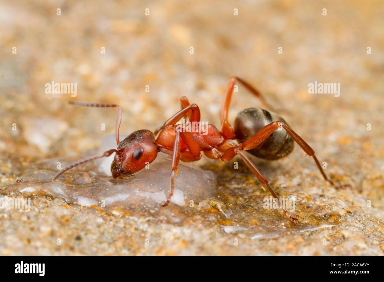 Red Ants High Resolution Stock Photography and Images Alamy