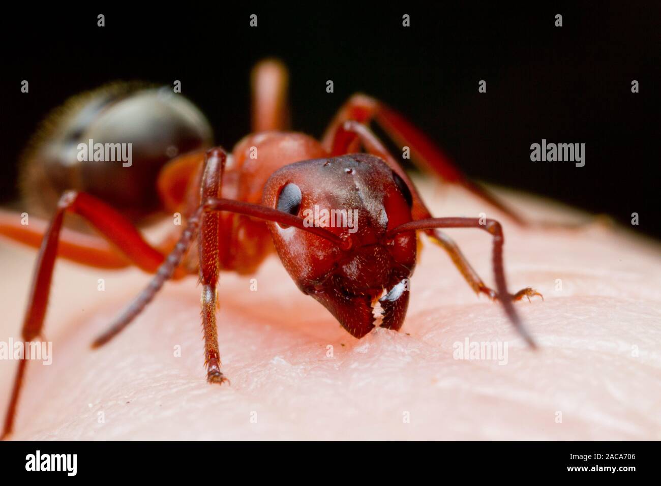 Blood-red Slave-making ant (Formica sanguinea) adult worker biting the photographer. Herefordshire, England. May. Stock Photo