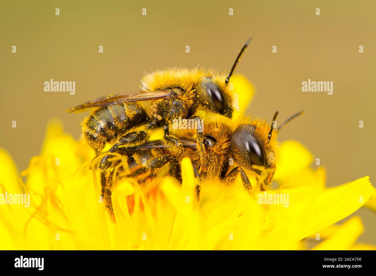 Orange-vented Mason bees (Osmia leaiana) adults mating in a dandelion flower. Powys, Wales. May. Stock Photo